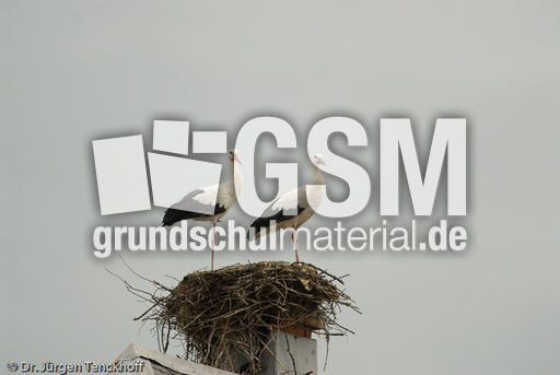 Weißstorch (14 von 20).jpg